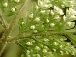 Parapolystichum microsorum. Abaxial surface of fertile frond showing abundant white hairs on rachis and costae, and young concolorous reniform indusia.
 Image: L.R. Perrie © Leon Perrie CC BY-NC 3.0 NZ